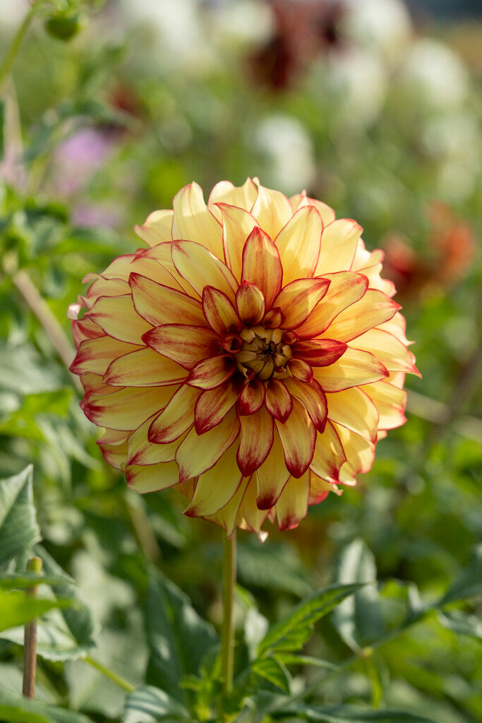 Dahlia Dekorativ Lady Darlene 1-pack